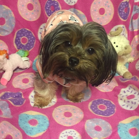 Meet your Posher, Tabitha - Picture 2 of 8